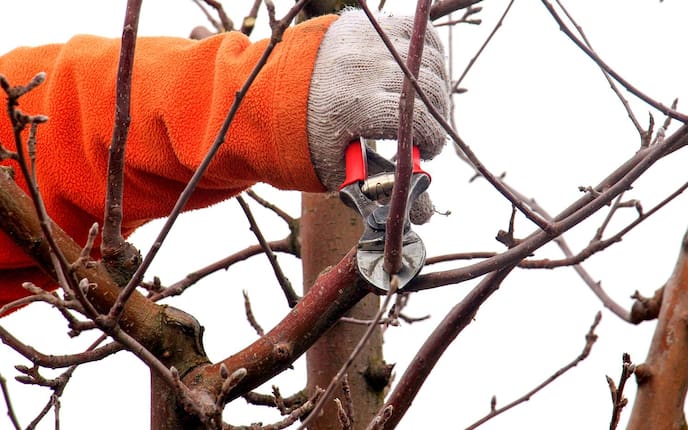 So gelingt der Schnitt vom Apfelbaum, Servus, Garten
