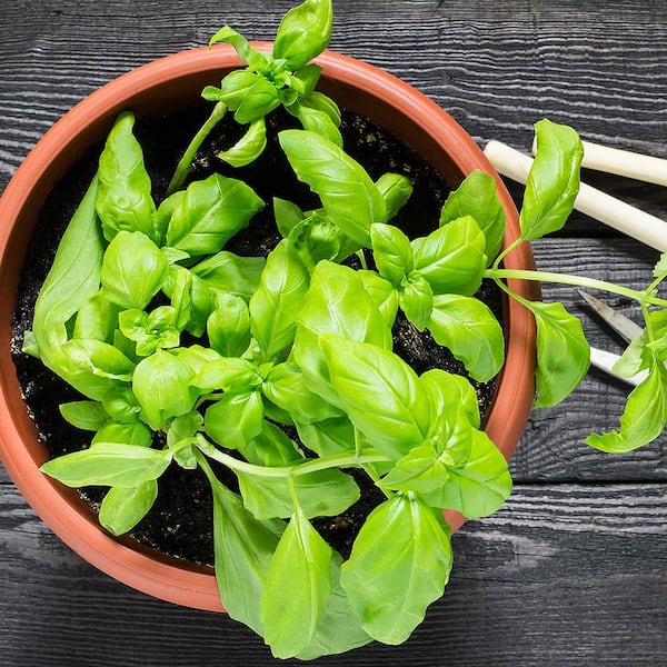 Basilikum, Ernte, Garten, Gartentipp