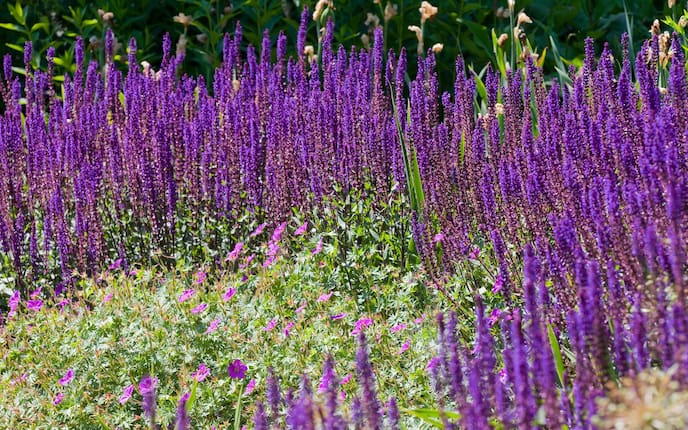 Steppensalbei (Bild: Mauritius Images), Servus, Stauden