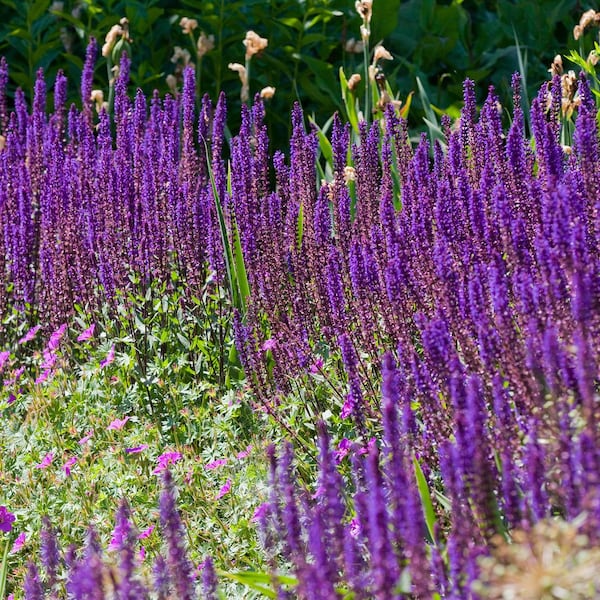 Steppensalbei (Bild: Mauritius Images), Servus, Stauden