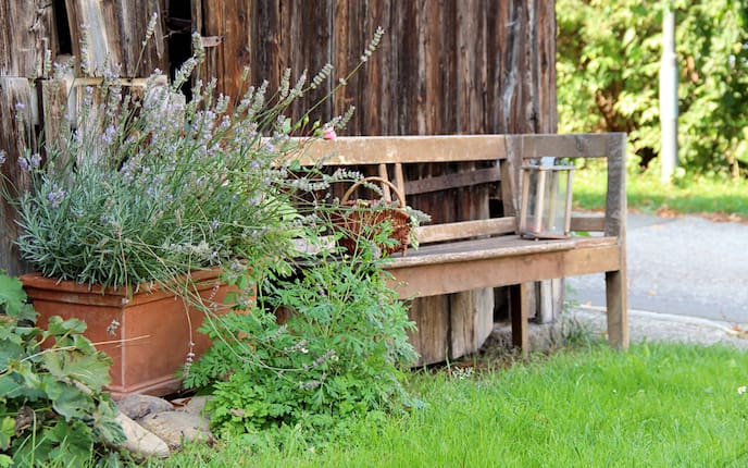 Lavendel hilft gegen Gelsen (Bild: Nicole Lautner)