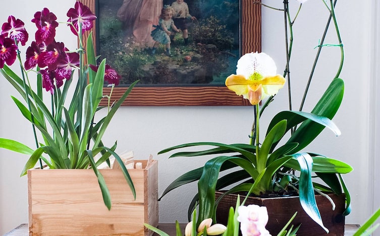 Das Einmaleins der Orchideen-Pflege