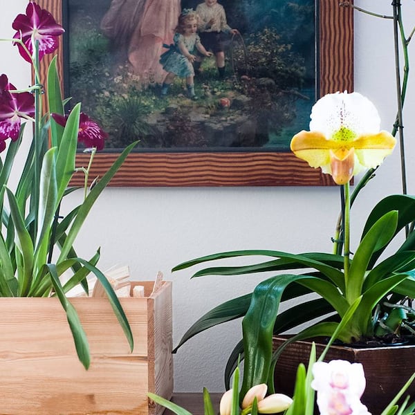 Das Einmaleins der Orchideen-Pflege