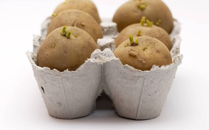 Kartoffel vorkeimen in Eierkarton (Bild: Thinkstock), Servus, Garten