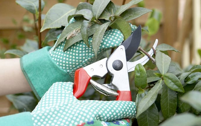 Gartentipp, Kübelpflanzen schneiden, Gartenschere, Schnitt