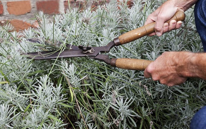 Lavendel richtig schneiden, Lavendel-Schnitt, Lavendel schneiden, Pflege