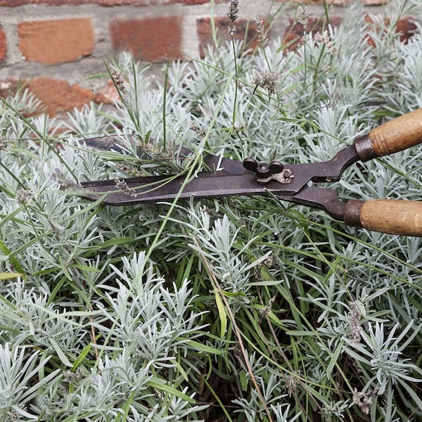Lavendel richtig schneiden, Lavendel-Schnitt, Lavendel schneiden, Pflege