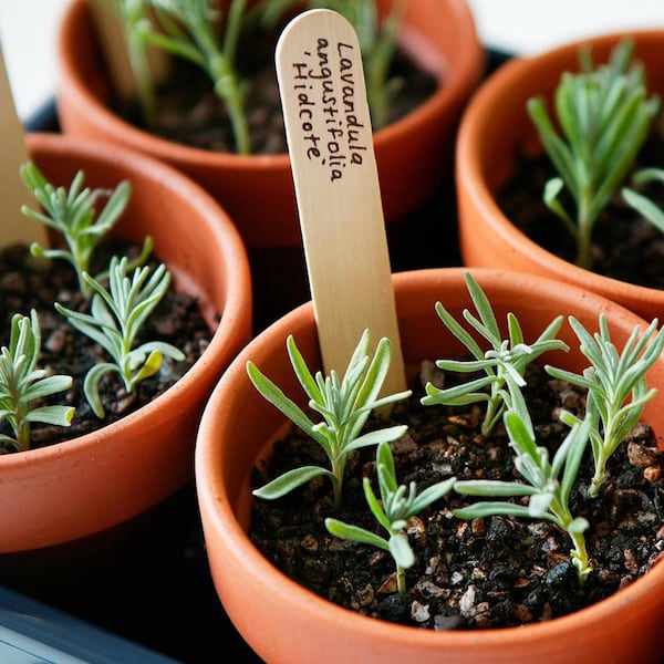 Lavendel vermehren, Stecklinge, Topfpflanzen