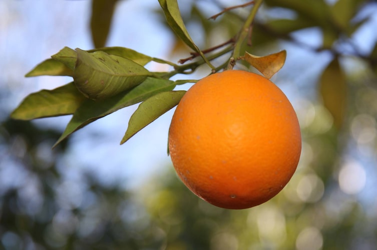 Orangenbaum aus Kern ziehen (Bild: Thinkstock)