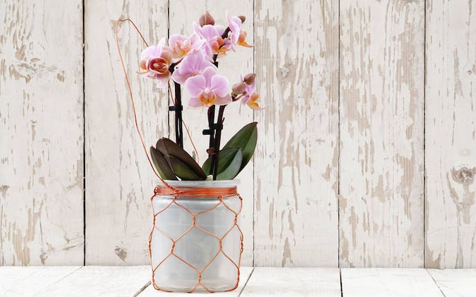 So vermehrt man Orchideen (Bild: iStock)