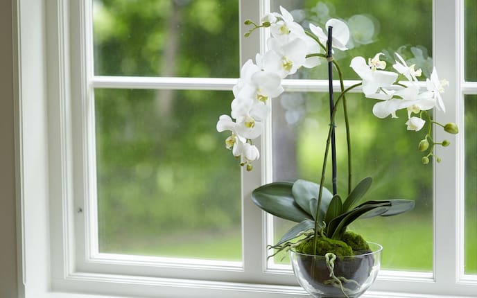 Orchideen lassen sich leicht vermehren (Bild: Mauritius Images)