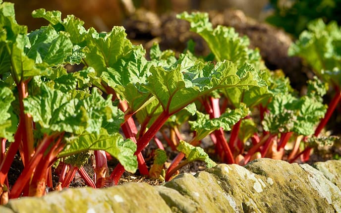 Rhabarber Jungpflanzen (Bild: Mauritius Images)
