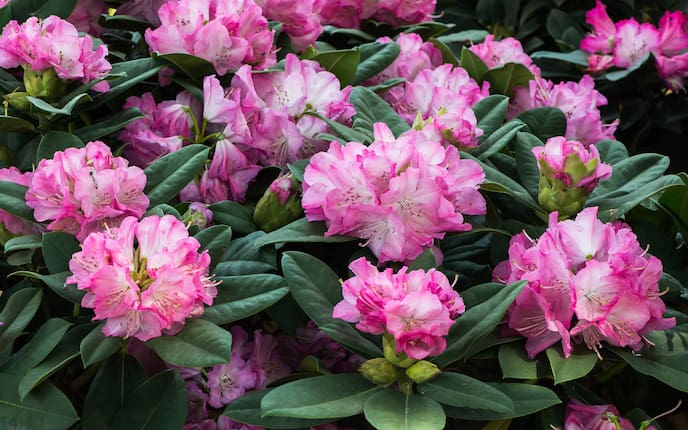 Rhododendron-Blüte (Bild: Thinkstock)