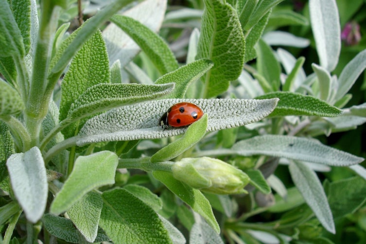 Salbei, Bauerngarten, Gemüsegarten, Kräutergarten, Garten anlegen