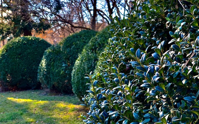 Hecke, Buchsbaum, Hecke schneiden, Heckenschnitt