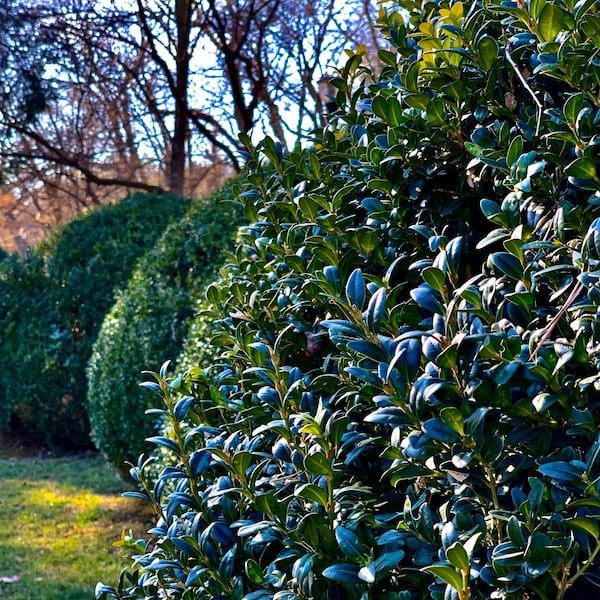Hecke, Buchsbaum, Hecke schneiden, Heckenschnitt