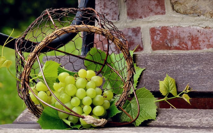 Erntefrisch: Tafeltrauben, Garten, Herbst, Oktober, Servus