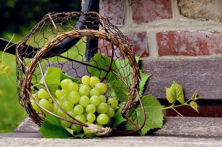 Erntefrisch: Tafeltrauben, Garten, Herbst, Oktober, Servus