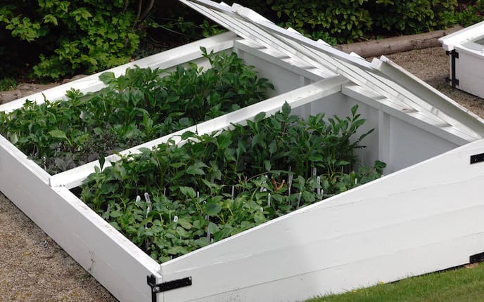 Frühbeet, Pflanzen ziehen, Gewächshaus, Servus, Garten