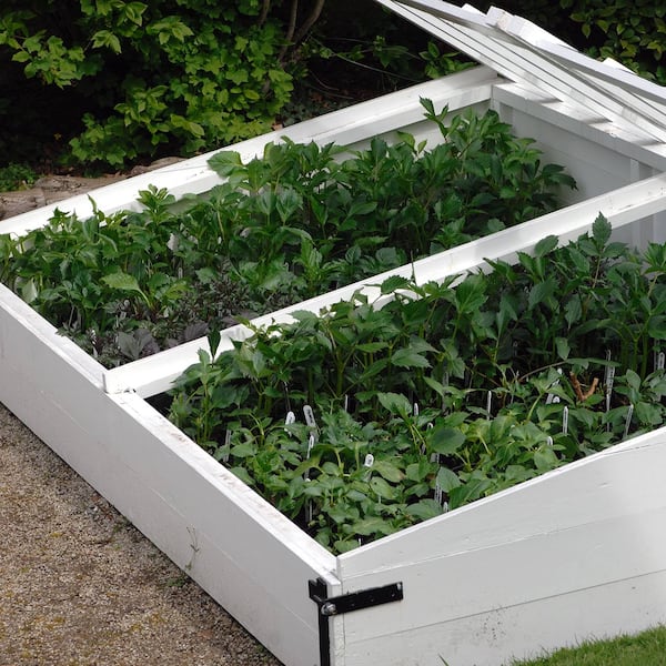 Frühbeet, Pflanzen ziehen, Gewächshaus, Servus, Garten