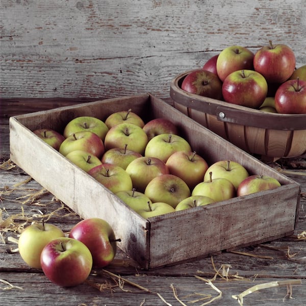 Äpfel lagern, Garten, November