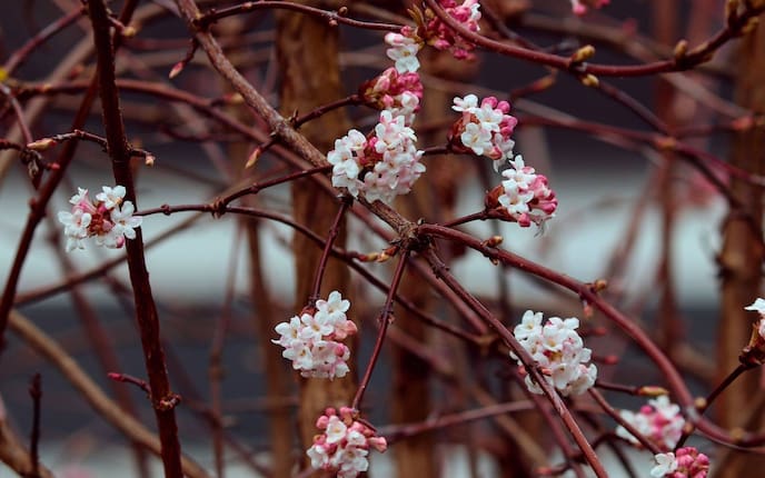 Winterschneeball, Blüten, Zweige