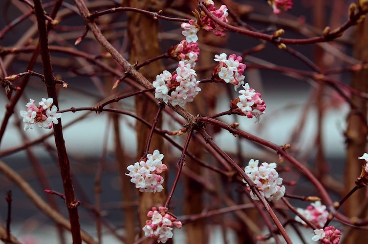 Winterschneeball, Blüten, Zweige