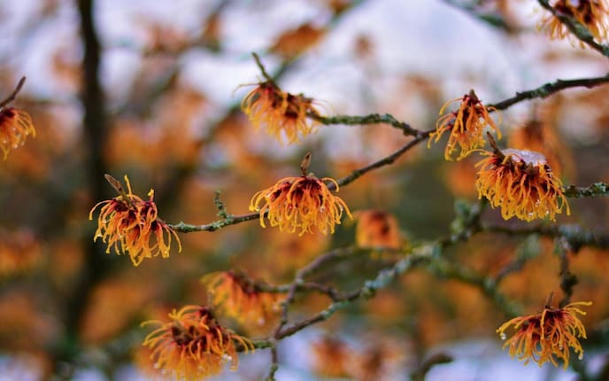 Baum, Zaubernuss, Blatt, Winter, Zweige