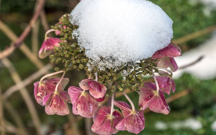 Hortensien vor Frost schützen, Servus, Garten