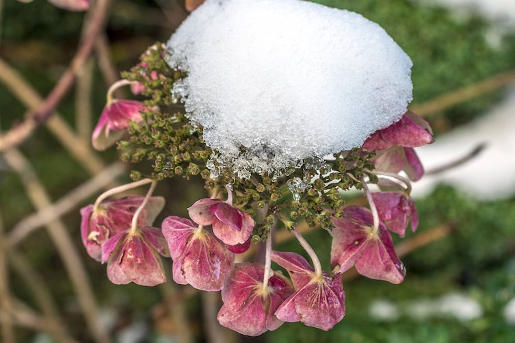 Hortensien vor Frost schützen, Servus, Garten