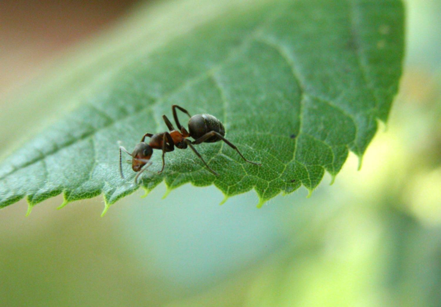 Was tun bei Ameisen im Garten? - Servus