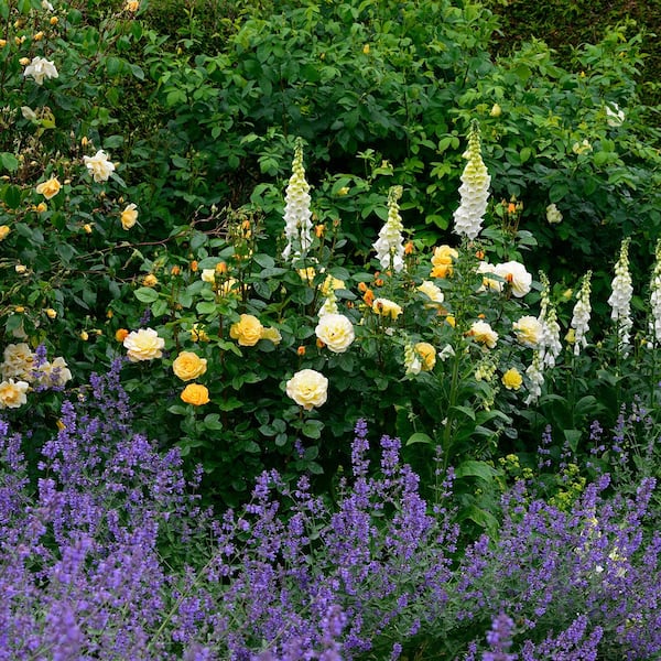 Rosen mit Stauden kombinieren (Bild: Mauritius Images)