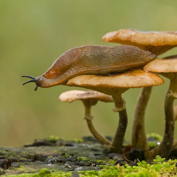 Spanische Wegschnecke, Schnecke. Ungeziefer, Pilz, Schwammerl