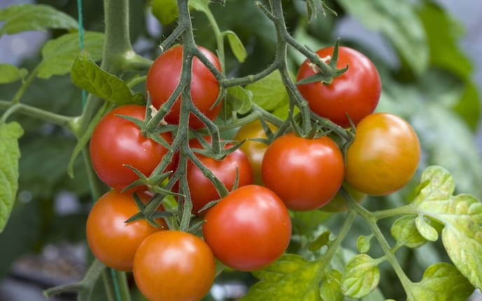 Tomaten pflegen (Bild: Mauritius Images)