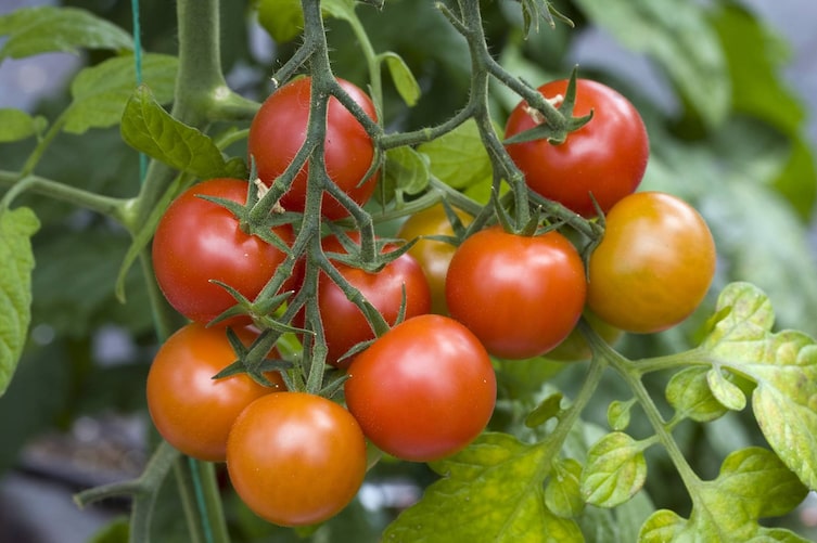 Tomaten pflegen (Bild: Mauritius Images)