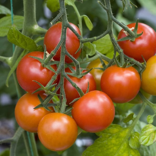 Tomaten pflegen (Bild: Mauritius Images)