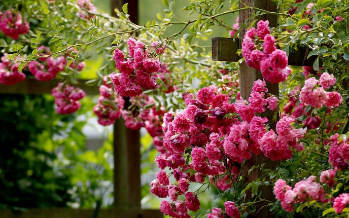 Kletterrosen pflanzen und pflegen (Bild: Pixabay)