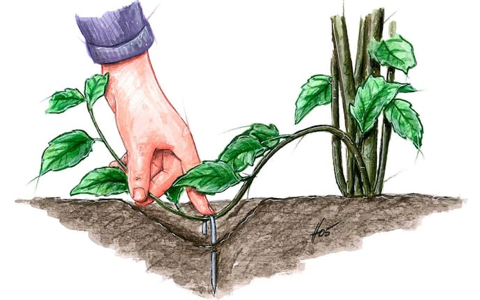 Pflanzen vermehren durch Absenker und Ableger, Pflanzen, Gartentipp