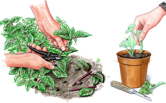 Pflanzen vermehren mit Stecklingen, Basilikum, Kräuter vermehren, Gartentipp