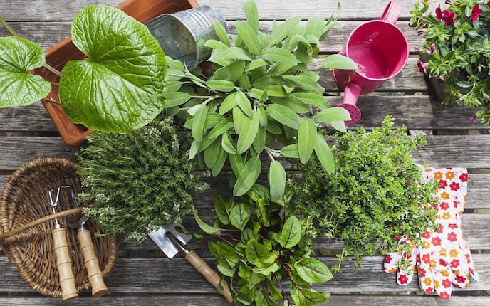 Regeln Pflanzenkauf, Kräuter, Pflanzen kaufen, Servus