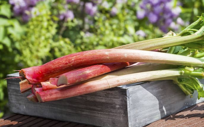 Frischer Rhabarber, Servus, Gemüse, Obst, anlegen