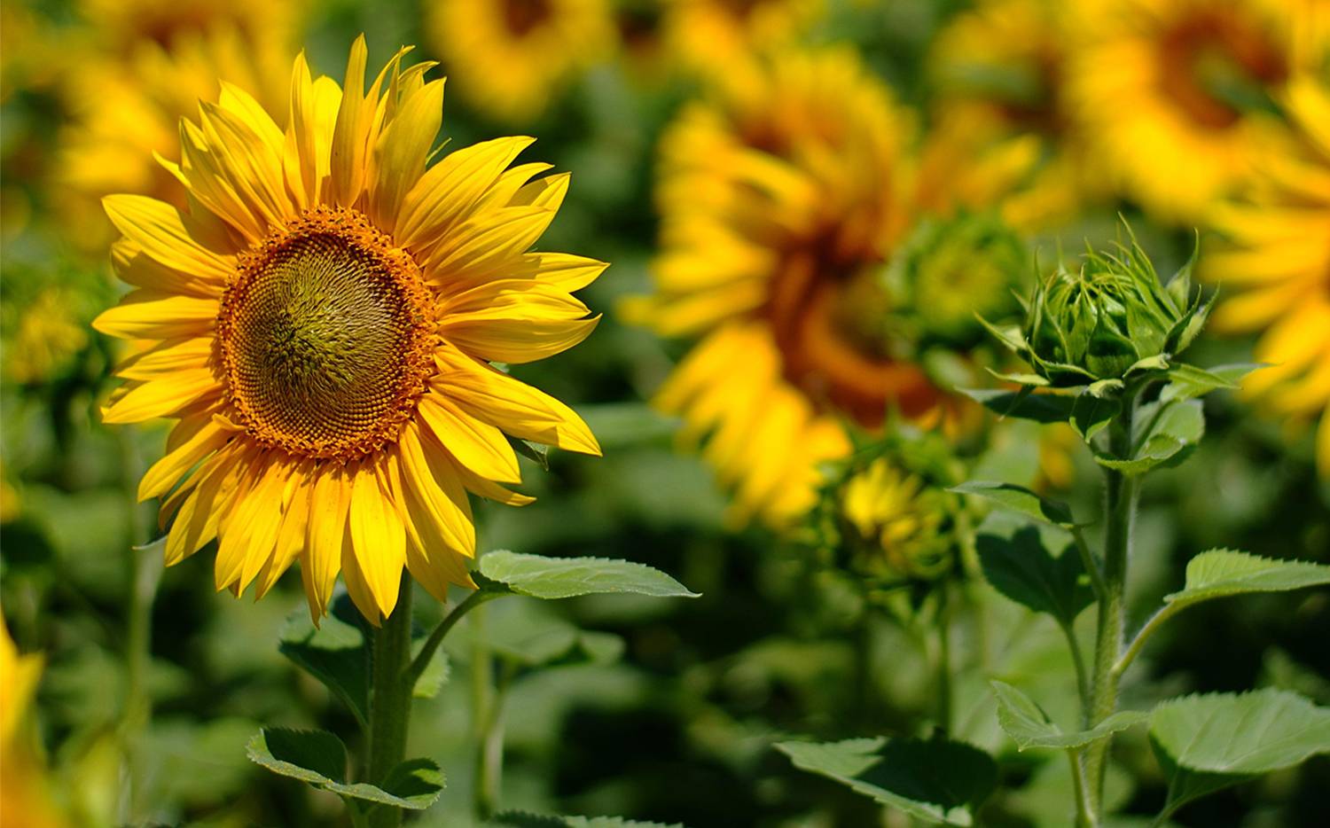 So gedeihen Sonnenblumen im Garten - Servus