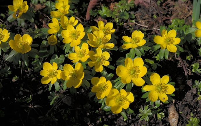 Winterling (Foto: Pixabay)