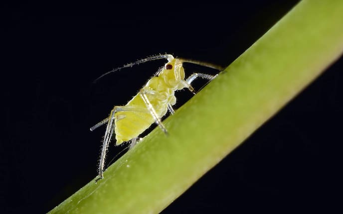 Rosenblattlaus, Schädlinge, Servus, Garten
