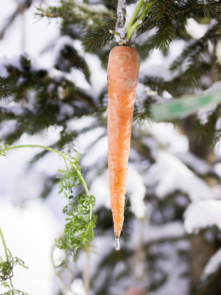 Futter-Christbaum für Tiere: Karotte (Bild: Peter Podpera)