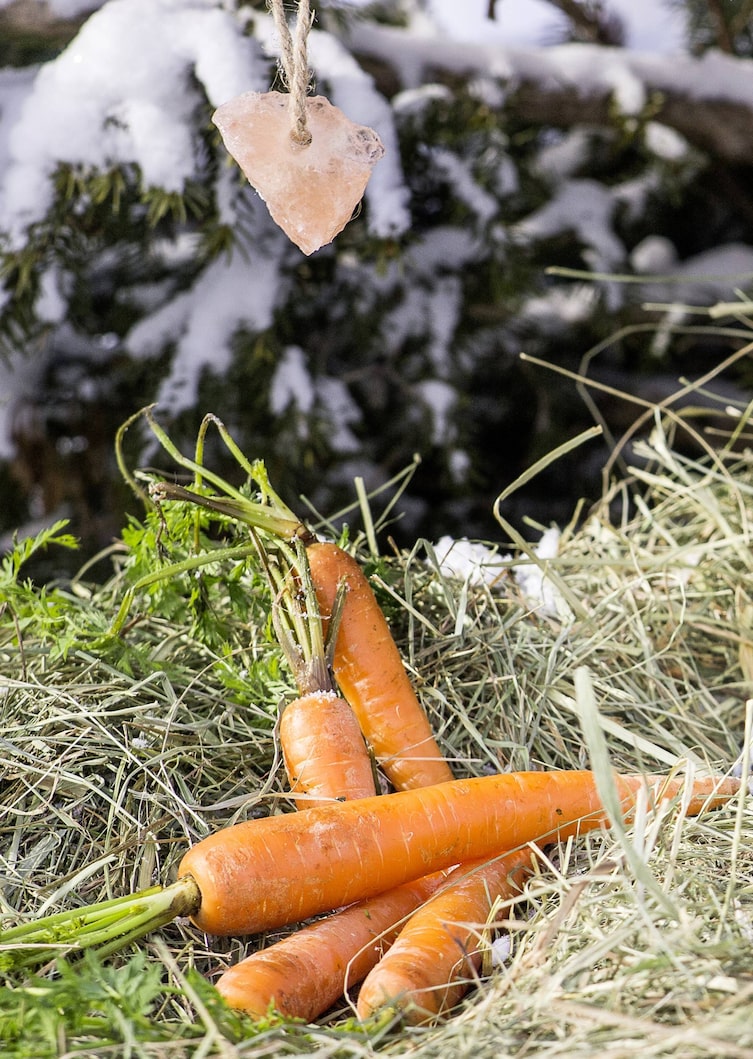 Futter-Christbaum für Tiere: Karotten und Salzstein (Bild: Peter Podpera)
