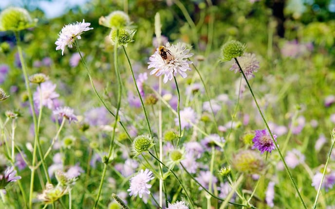 Blumenwiese statt Rasen (Bild: Mauritius Images)