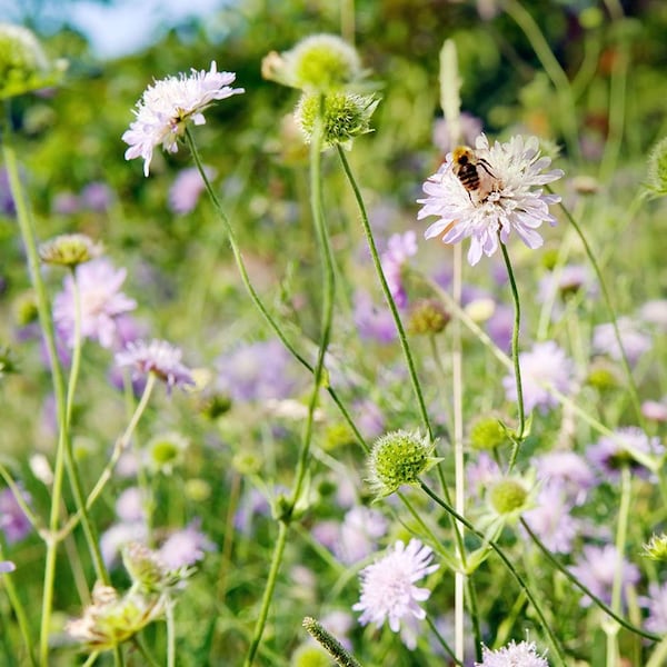 Blumenwiese statt Rasen (Bild: Mauritius Images)