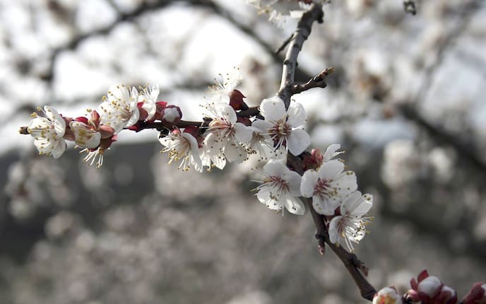 Obstbaum, Schnitt, Gartenarbeit, Servus