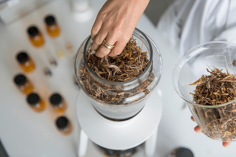 Eine Frau nimmt aus dem Glas getrockente Speick-Pflanzen und macht daraus ein Extrakt